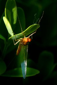 Choroterpes picteti (Eaton, 1871) photo