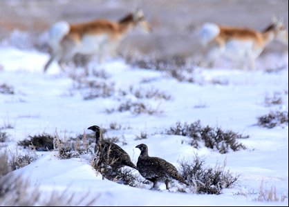 Greater sage-grouse on Seedskadee National Wildlife Refuge