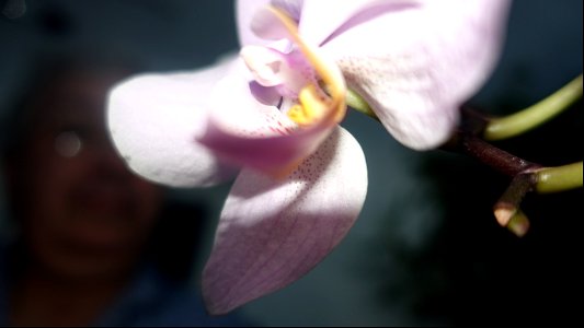 orchids-兰花_2023_0220_083302 photo