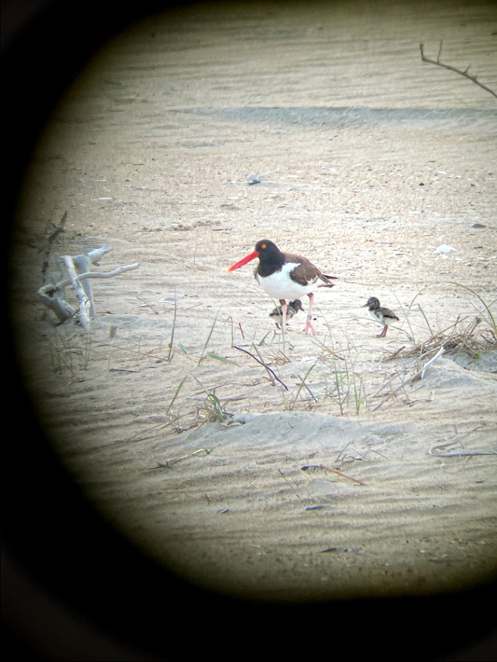 Cape Point American oystercatcher pair with two chicks looking for food