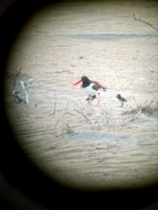 Cape Point American oystercatcher pair with two chicks looking for food