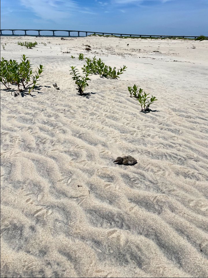 1-day old American oystercatcher chick and one unhatched egg on Bodie Island Spit