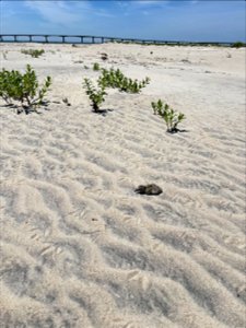 1-day old American oystercatcher chick and one unhatched egg on Bodie Island Spit