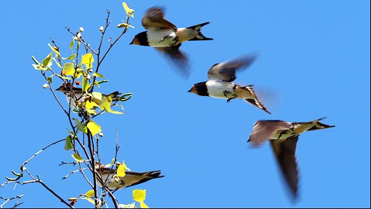 Junge Rauchschwalbe beim Anflug auf einen schwankenden Birkenzweig