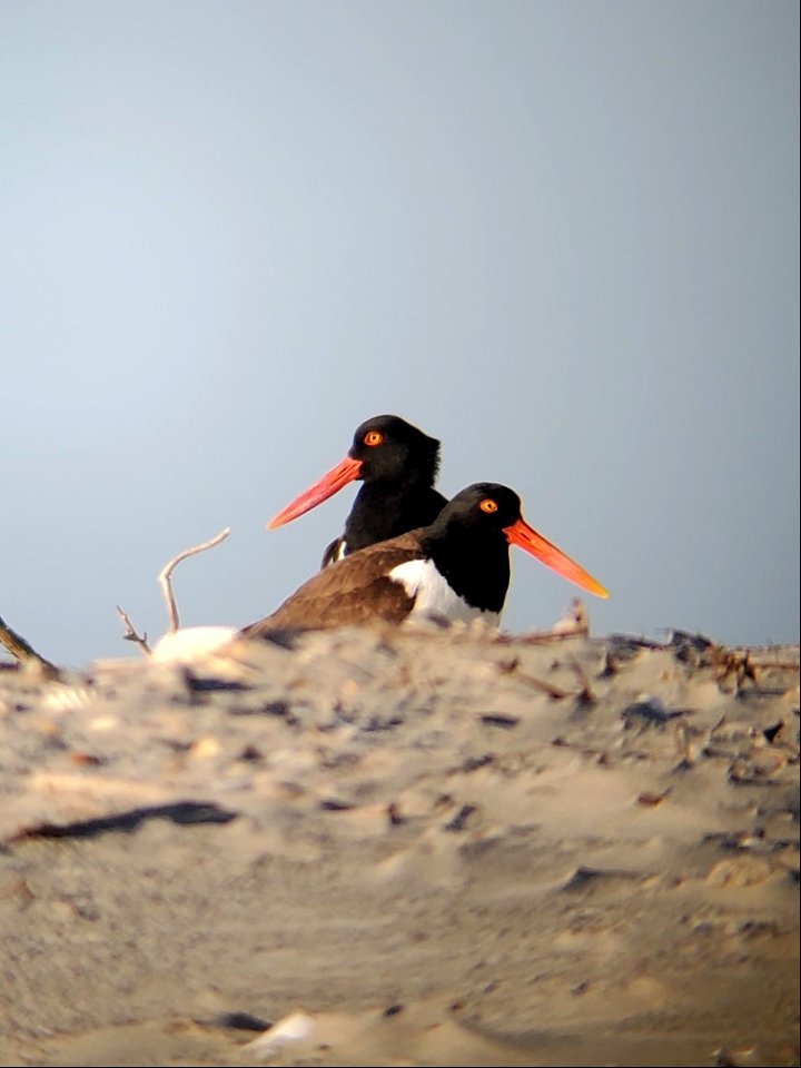 This handsome American oystercatcher pair has been setting up their nesting territory, around 1 mile south of Ramp 59