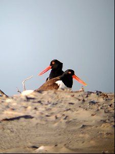 This handsome American oystercatcher pair has been setting up their nesting territory, around 1 mile south of Ramp 59