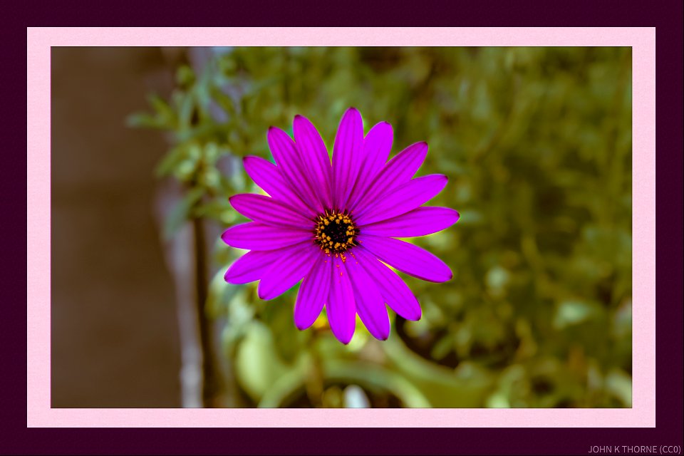Greenhouse Flower
