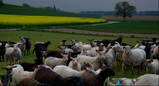 Moutons