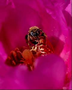 Bee in Beavertail bloom