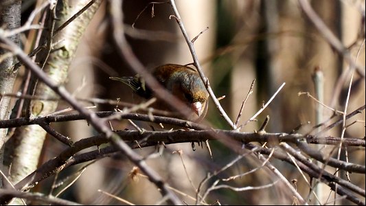 Das Buchfinkmännchen sucht auf dem Boden nach dem, was die Meisen fallen gelassen haben