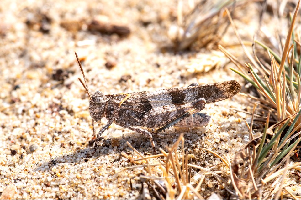 Oedipoda caerulescens (Linnaeus, 1758)