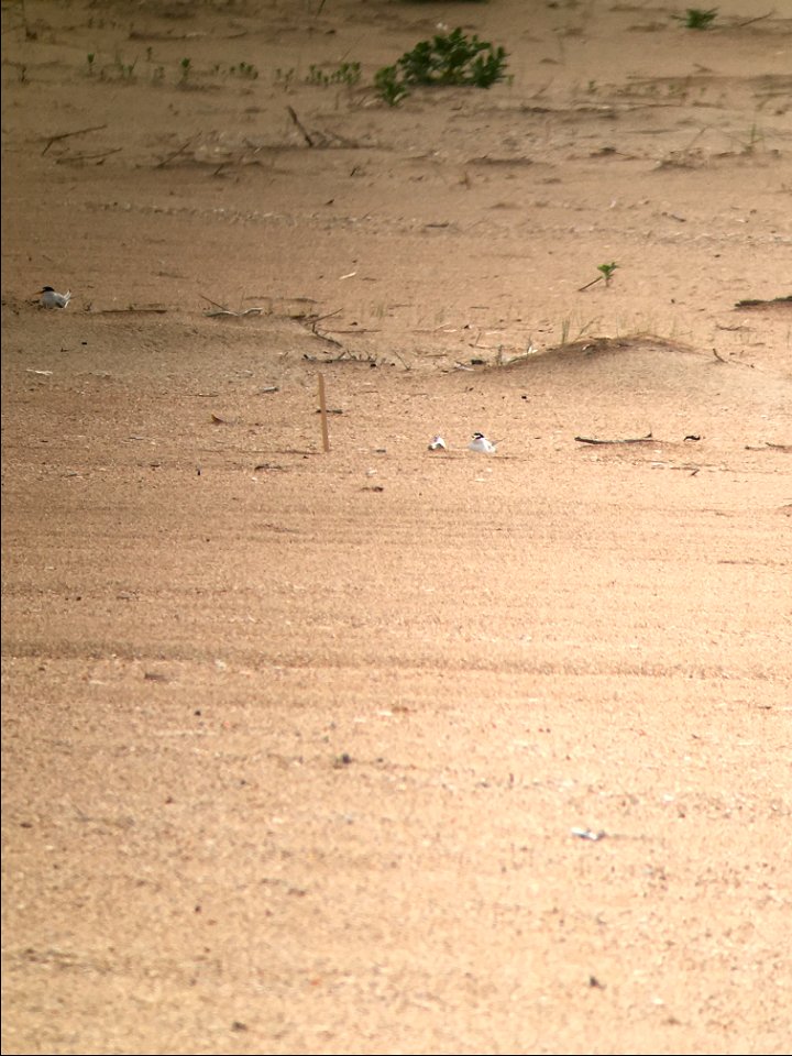 Least tern at 0.37 mi S of R44 incubating a 2-egg nest site, found on 6-9-21
