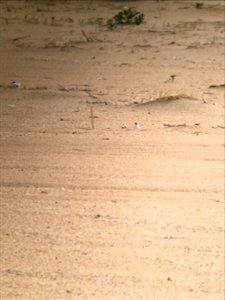 Least tern at 0.37 mi S of R44 incubating a 2-egg nest site, found on 6-9-21