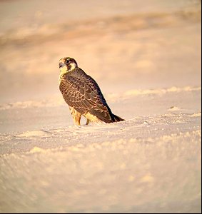 Peregrine falcon near Ramp 72 on Ocracoke Island photo