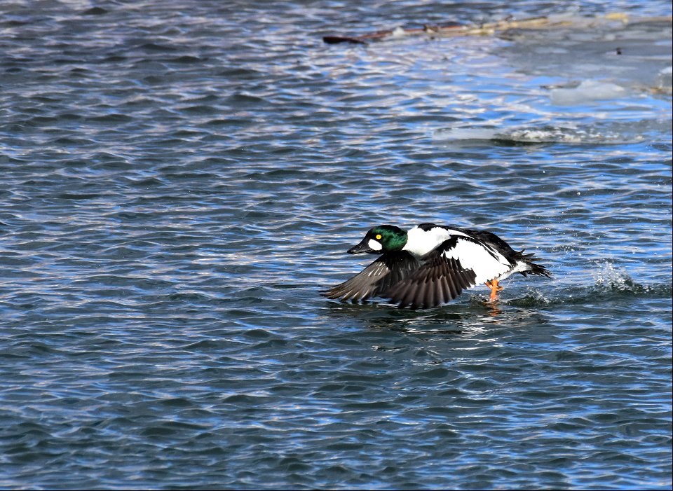Common goldeneye at Seedskadee National Wildlife Refuge