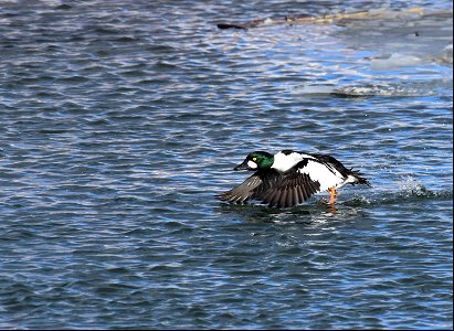 Common goldeneye at Seedskadee National Wildlife Refuge