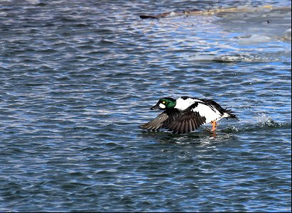 Common goldeneye at Seedskadee National Wildlife Refuge photo