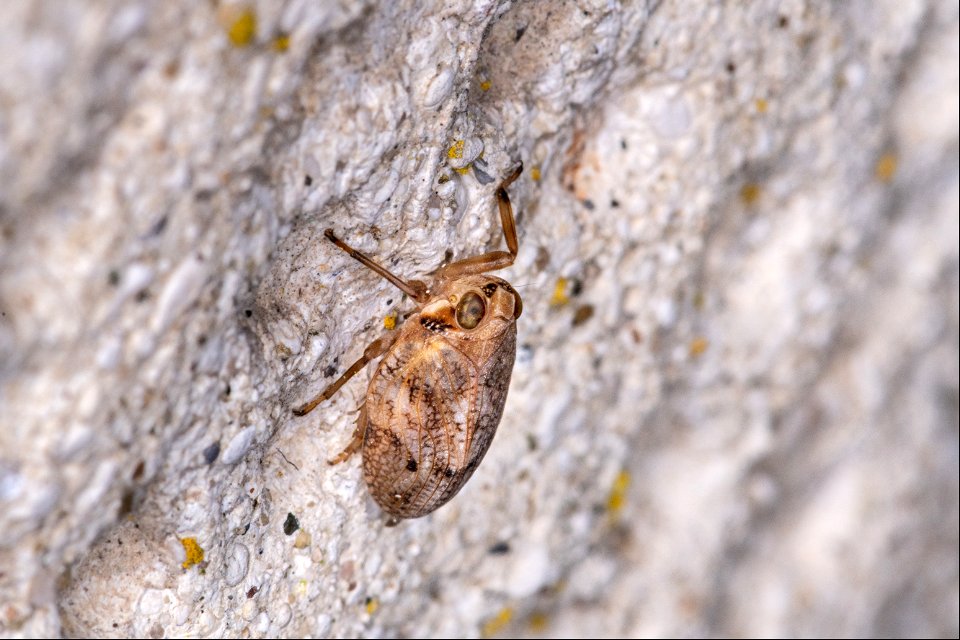 Issus coleoptratus (Fabricius, 1781)