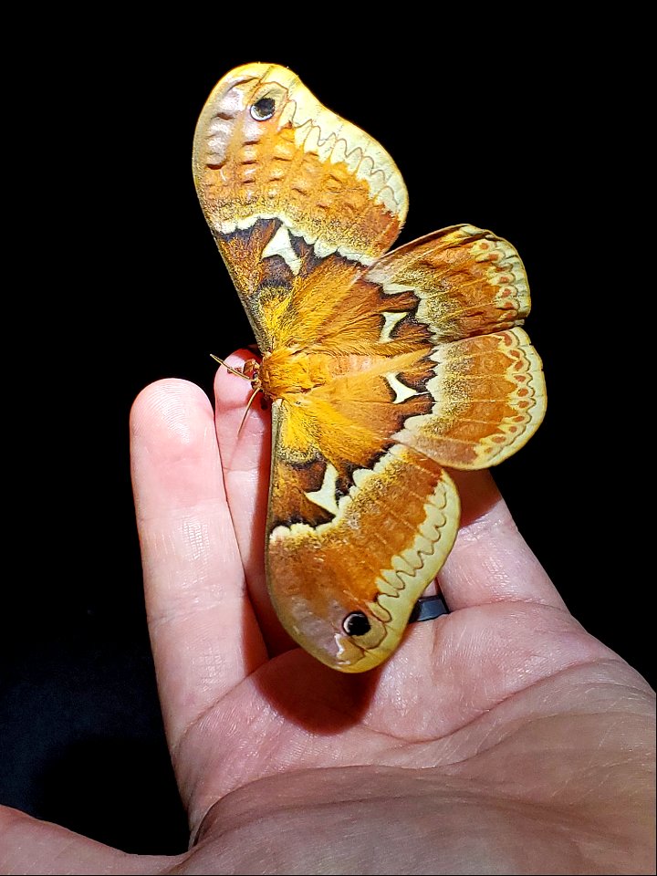 Tulip Tree Silkmoth