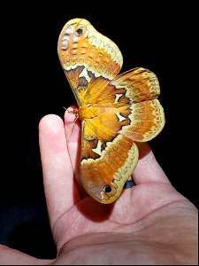 Tulip Tree Silkmoth