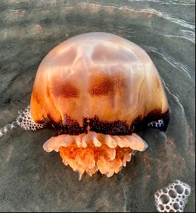 Cannonball jellyfish washed ashore near Ramp 59. It's not common to see Cannonball Jellyfish around this time of year - this one may have been cold-stunned. photo