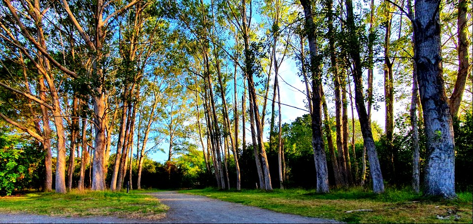 Trees at dusk. photo