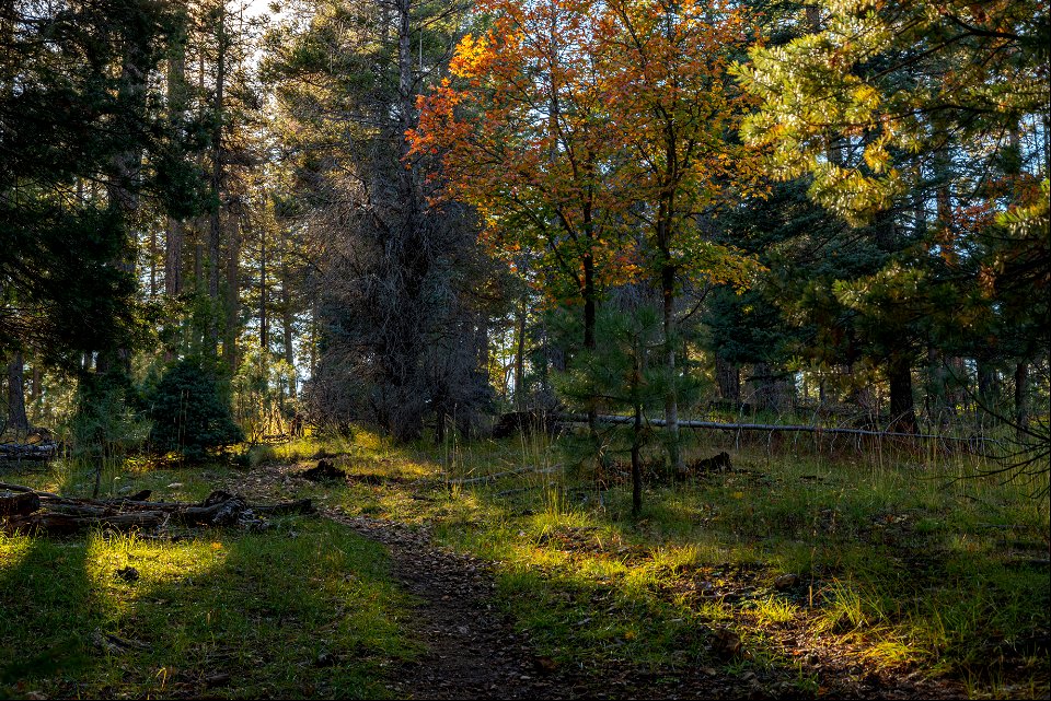 Autumn on the Mogollon Rim