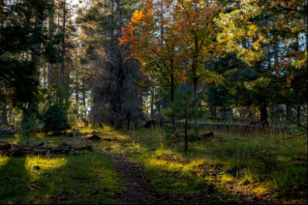 Autumn on the Mogollon Rim photo