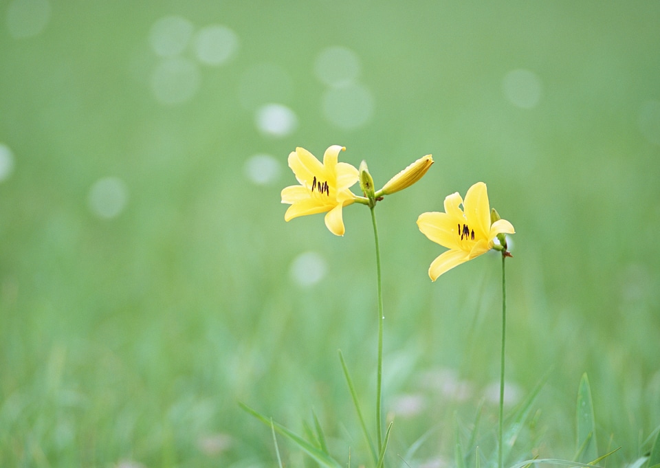 Yellow lily on the field