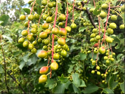 Its Gonna Be a Big Season for Choke Cherries