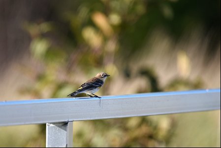 Yellow-rumped warbler photo