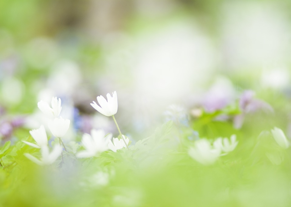 Grass in focus and lot of daisy out of focus