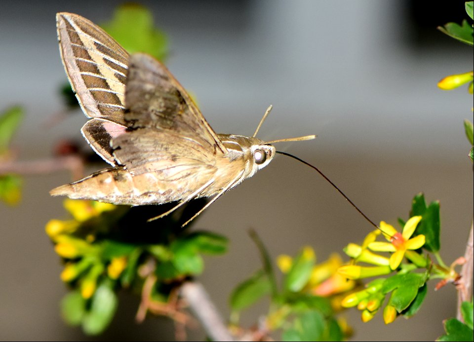 Hummingbird moth or white lined sphinx moth (Hyles lineata) on Seedskadee National Wildlife Refuge