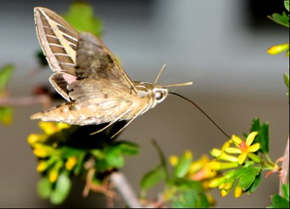 Hummingbird moth or white lined sphinx moth (Hyles lineata) on Seedskadee National Wildlife Refuge