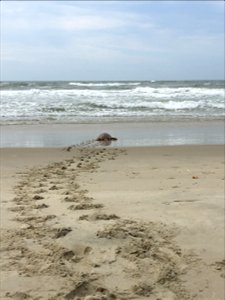 Loggerhead sea turtle making its way to the ocean photo