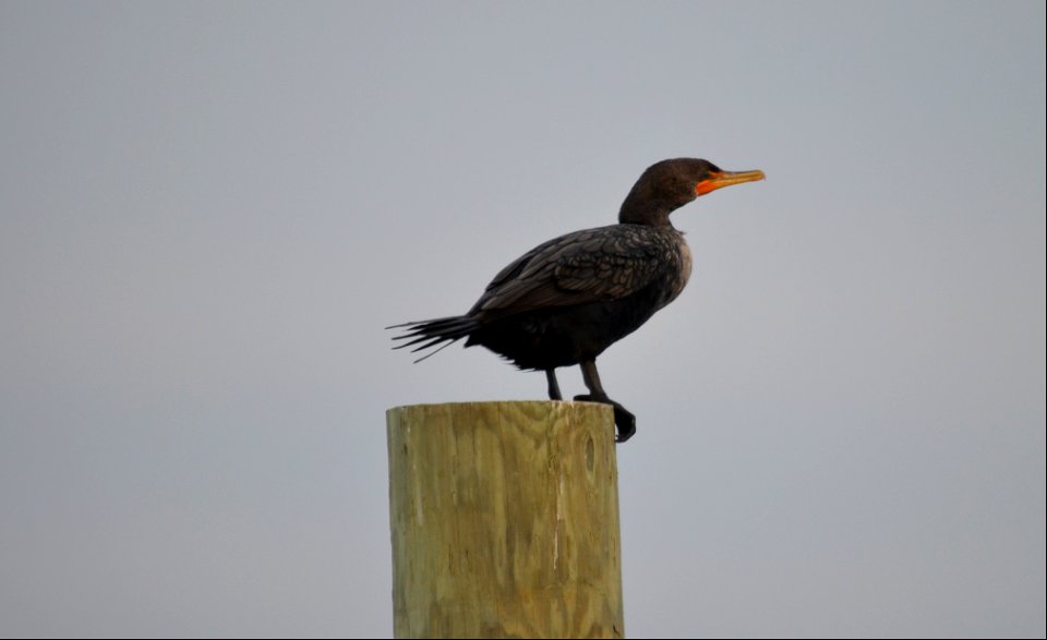 A double-crested cormorant taking the day off at the Oregon Inlet Fishing Center