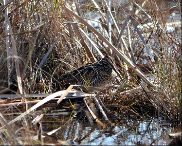 An elusive Wilson's Snipe trying to hide from me along the canal on Ramp 72 photo