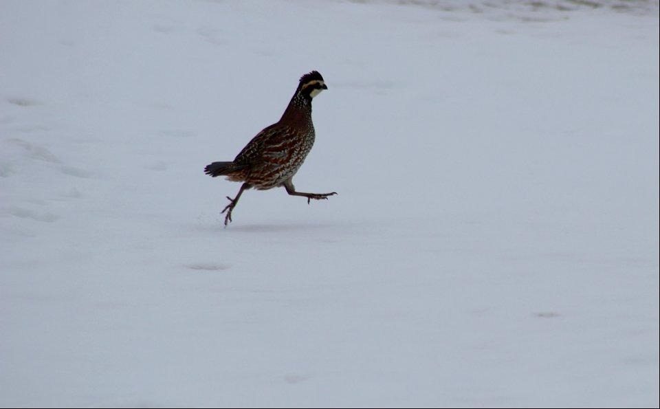 Bob-white quail on Karl E. Mundt NWR