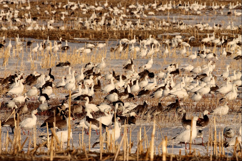 Spring Goose Migration Huron Wetland Management District South Dakota