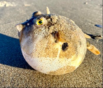 Northern Pufferfish found rolling around in the surf near Ramp 59 on Ocracoke Island