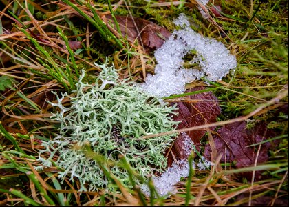 Le lichen local photo