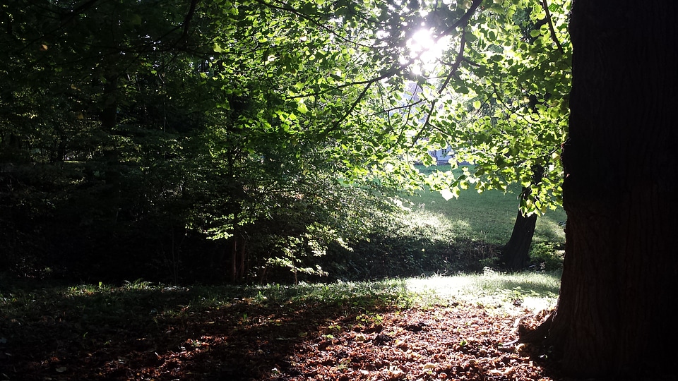 A tree with light coming throu the leave