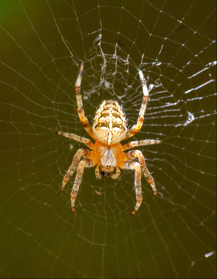 Araneus diadematus Clerck, 1757