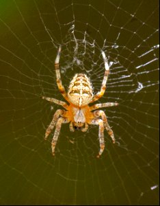 Araneus diadematus Clerck, 1757 photo