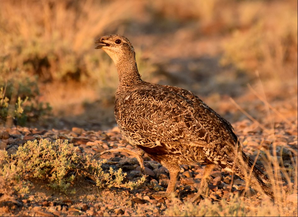 Greater sage-grouse at Seedskadee National Wildlife Refuge