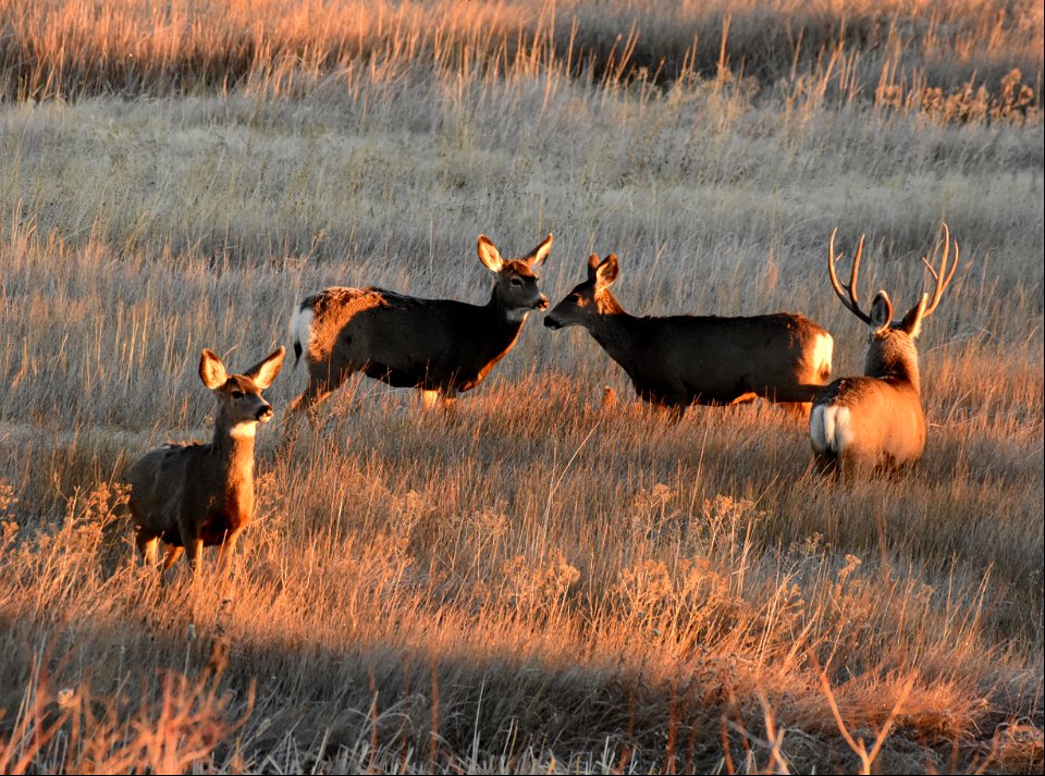 Mule deer at Seedskadee National Wildlife Refuge