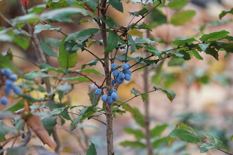 Mahonien