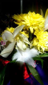 flori_flowers-花卉-2023_0226_132419(1)