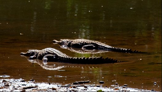 Freshwater crocodiles at Windjana Gorge