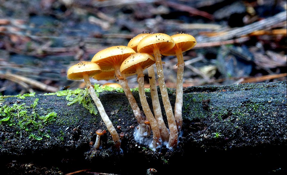 Galerina patagonica.